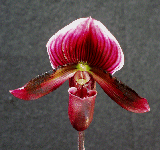 Alma Gavaert 'Terry's Choice x Voodoo Magic