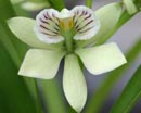 Encyclia radiata