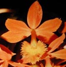 reed epidendrum