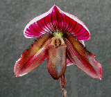 Incantation x pulsar