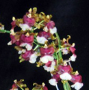 Hawaiian Sunset 'HOF#6'