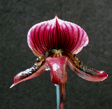 robert de veer x onyx fancy cherry