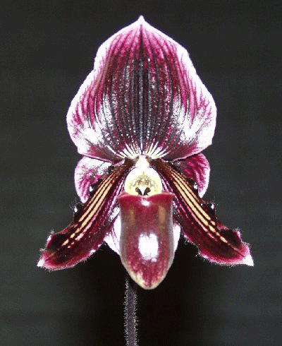 RVO Blushing Dancer 'Baybay'