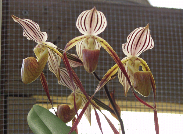 Slipper orchid